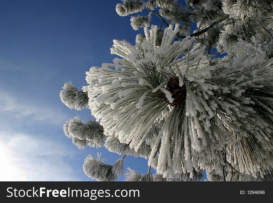 Pine cones covered in hoar frost. Pine cones covered in hoar frost