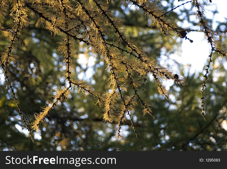 Branches Of Conifer