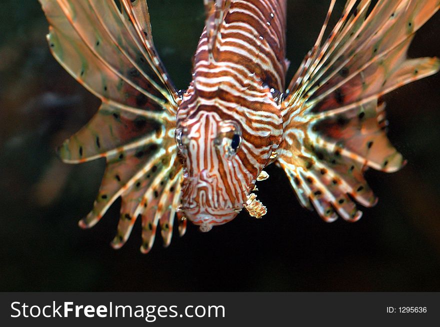 Marine fish called lionfish displaying colorful fins with strips of red and white. Marine fish called lionfish displaying colorful fins with strips of red and white