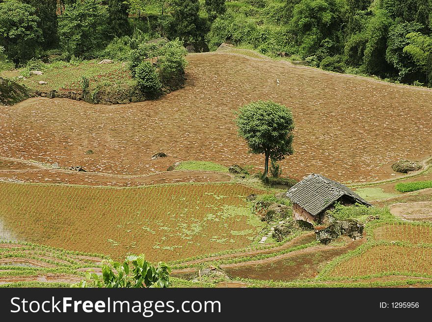 Paddyfield on red soil land. Paddyfield on red soil land