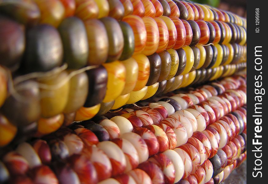 Indian Corn Lines
