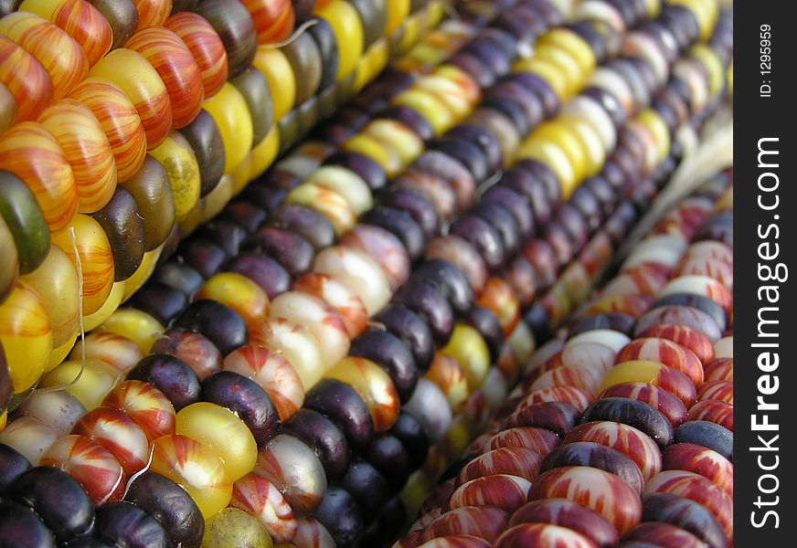 Ears of Indian Corn Shot with Early Morning Sunlight. Ears of Indian Corn Shot with Early Morning Sunlight