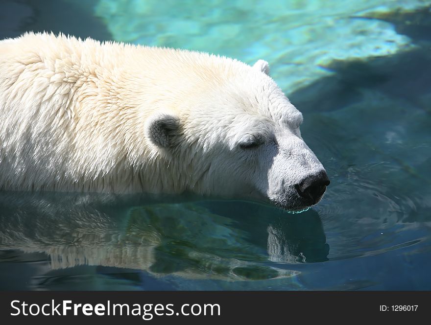 A polar bear swimming in the ocean water