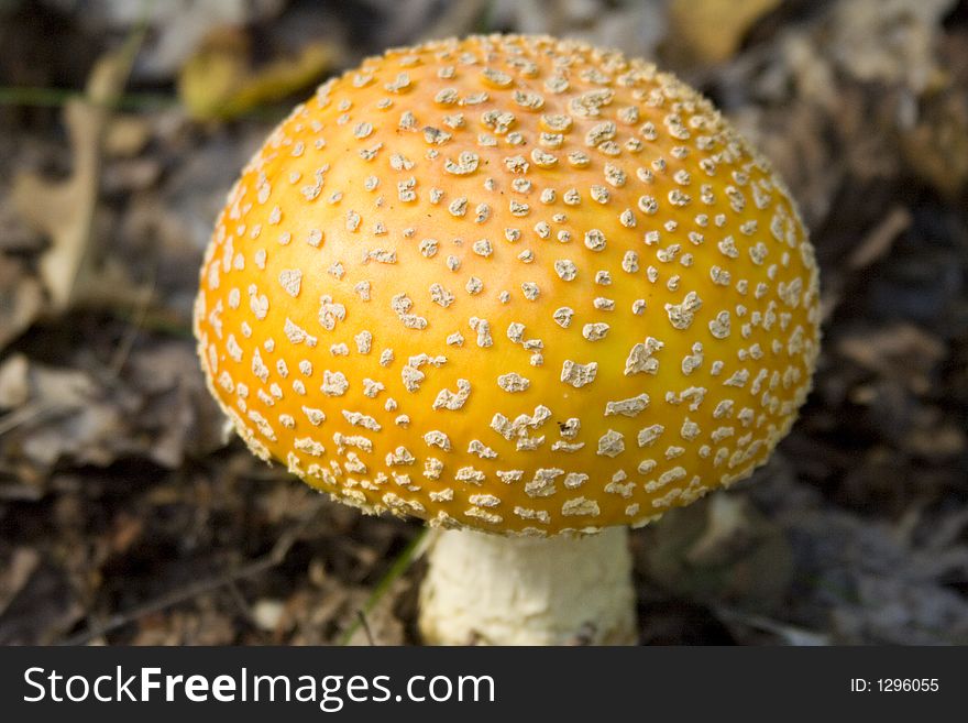 Wild MushroomII