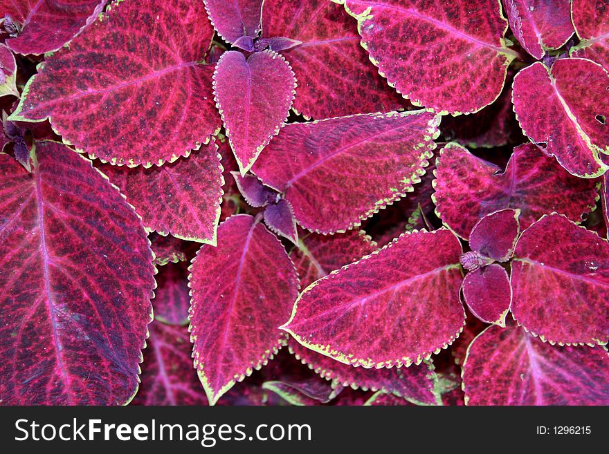 Red coloured leaves close up view good for background. Red coloured leaves close up view good for background