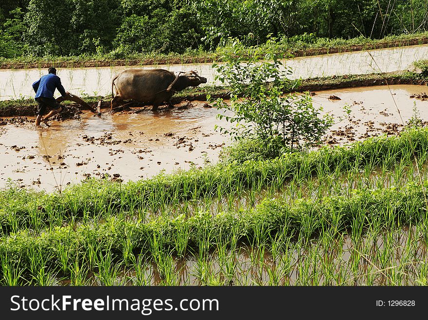 Farmer plough up the water ricefield with buffalo