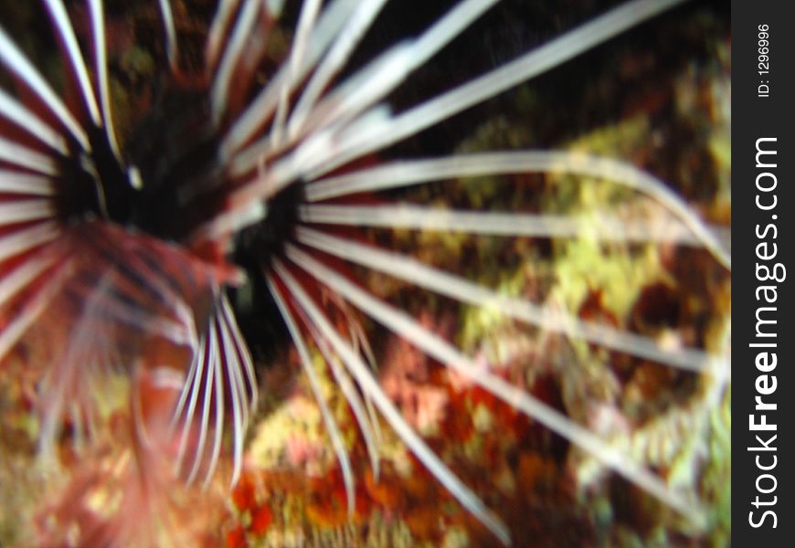 Actualy it was another sunfish trying to hide in the reef. Actualy it was another sunfish trying to hide in the reef