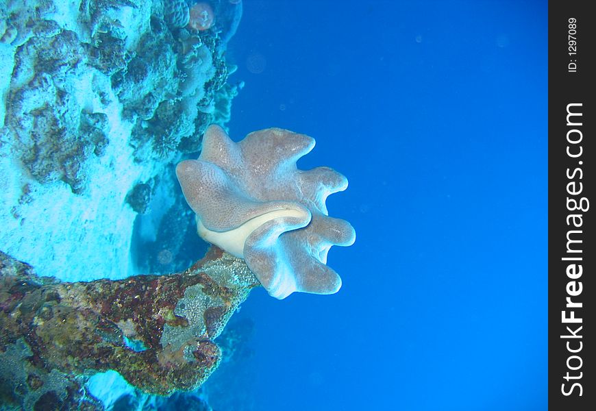 No! it is not a real mushroom it's a sponge! pink one. No! it is not a real mushroom it's a sponge! pink one