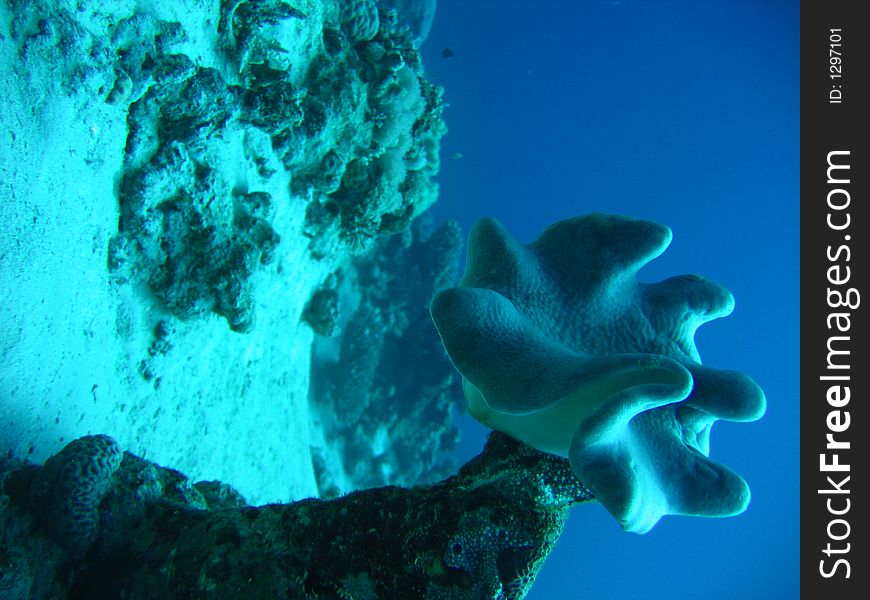 The dark dep blue of the red sea.it's all real- it's all just like it is. The dark dep blue of the red sea.it's all real- it's all just like it is