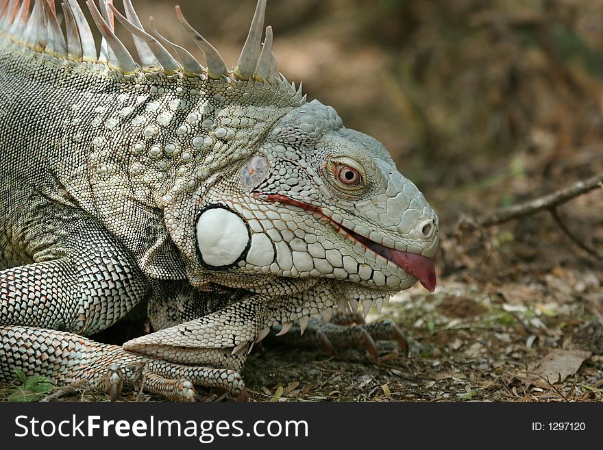 Iguana showing a tongue. A side-view shot with shallow DOF