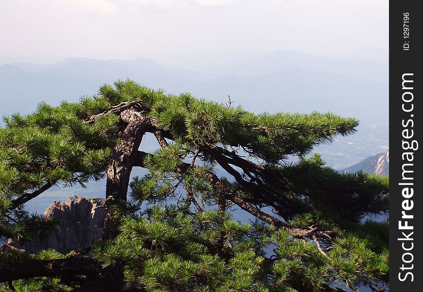 The pine of Huangshan in Anhui in China
