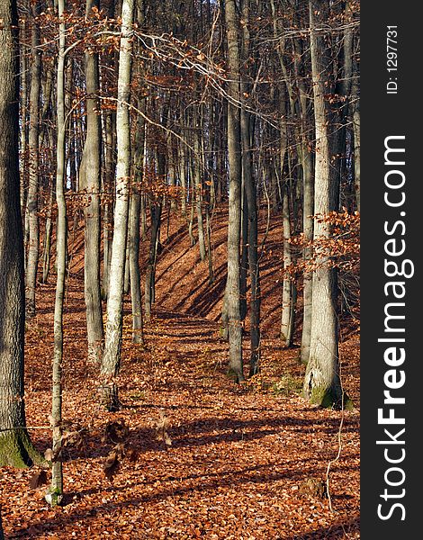 Leafy forest in fall colors. Leafy forest in fall colors.