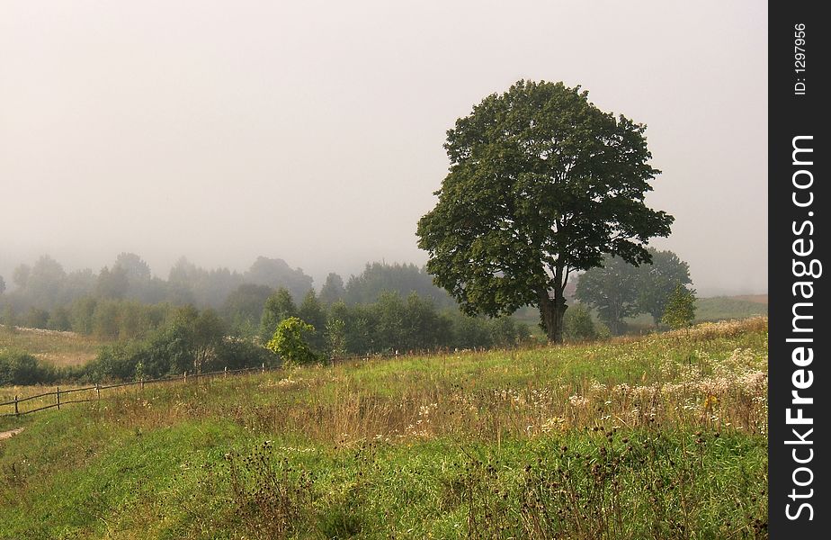 Countryside foggy scene with tree