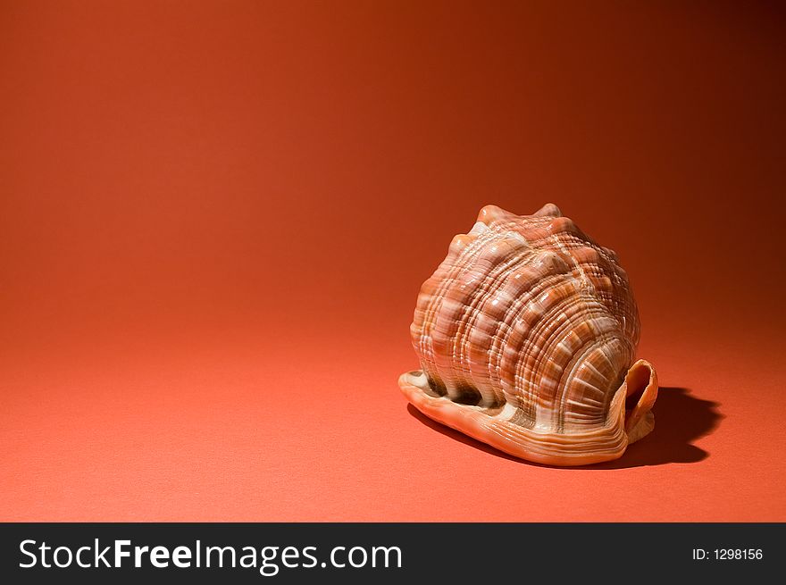 Sea shell on orange background - right side. Sea shell on orange background - right side.