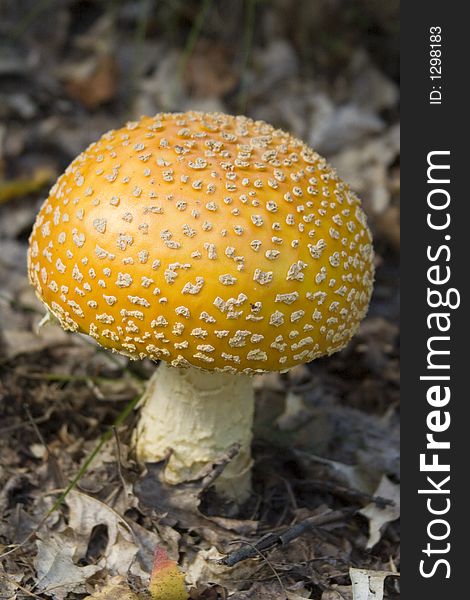 Macro shot of a wild mushroom in Michigan. Macro shot of a wild mushroom in Michigan
