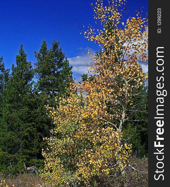 Yellow Aspen tree in autumn