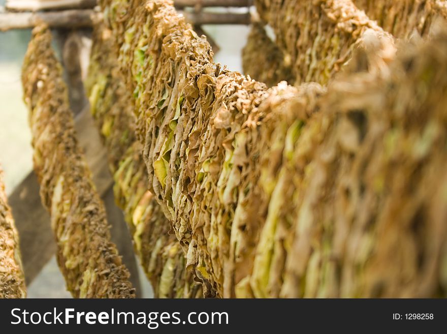 Tobacco Leafs Drying 002