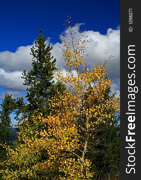 Yellow Aspen tree in autumn