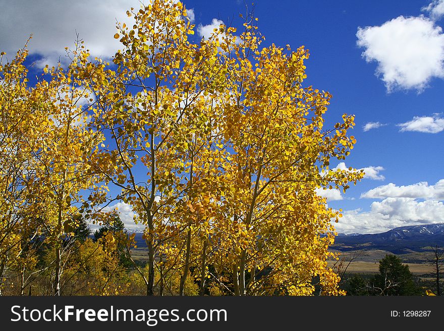 Yellow Aspens Above Mountain Valley