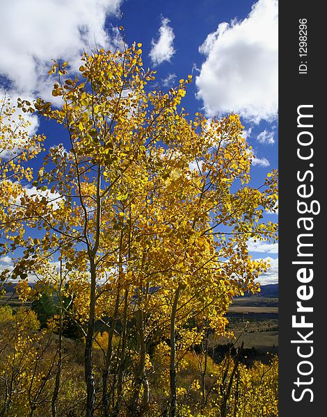 Yellow Aspen tree in autumn