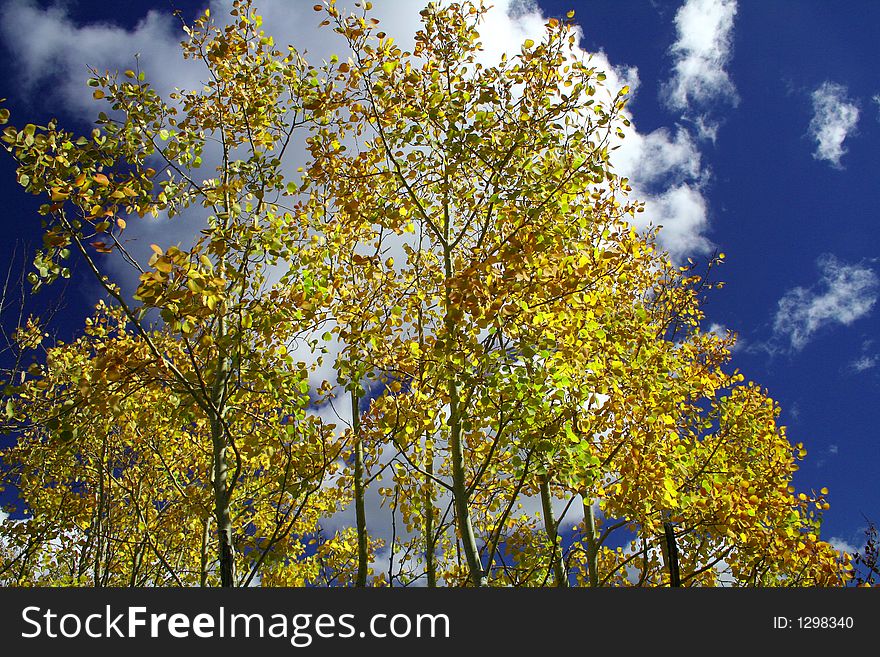 Yellow Aspen tree in autumn