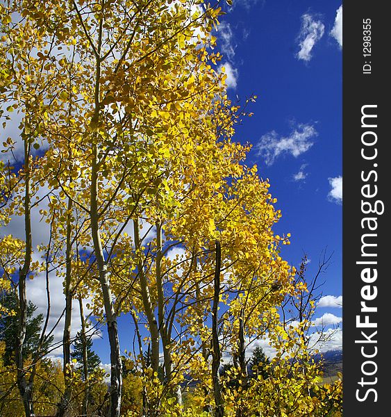 Yellow Aspen trees in autumn