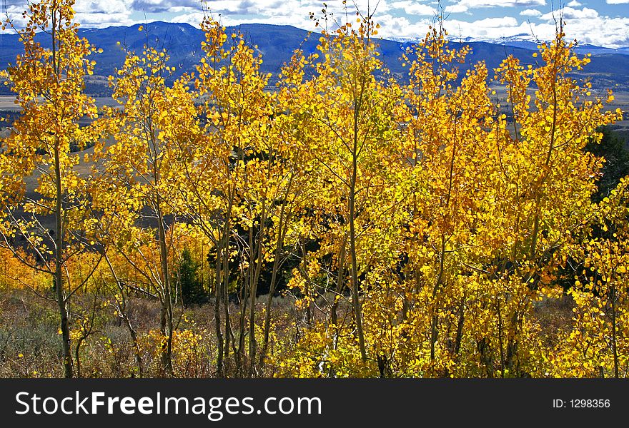 Yellow Aspen trees in autumn