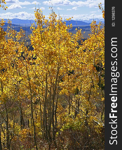 Yellow Aspen trees in autumn