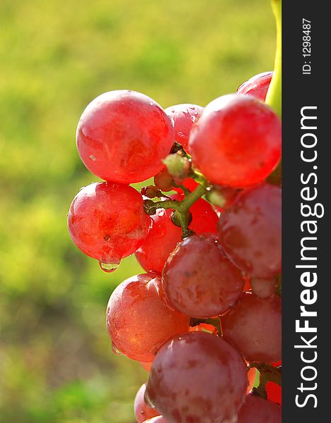 Red grapes, green grass in background