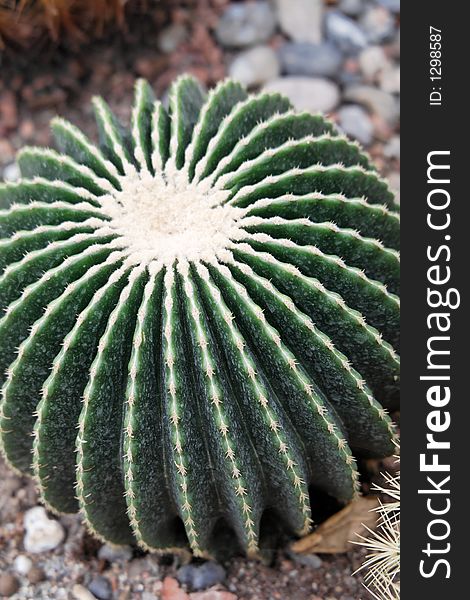 Close-up of sharp needled round cactus. Close-up of sharp needled round cactus