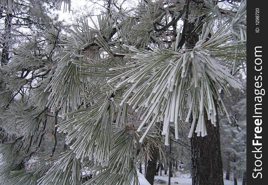 Frosty pine needles in Laguna Mountains of San Diego's back country