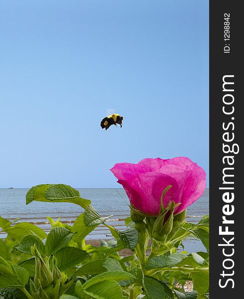 Bumble bee hovering over a flower