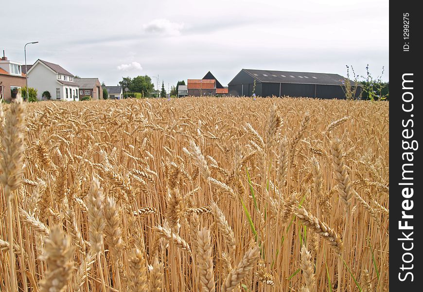 Wheat before harvest and farm on the background