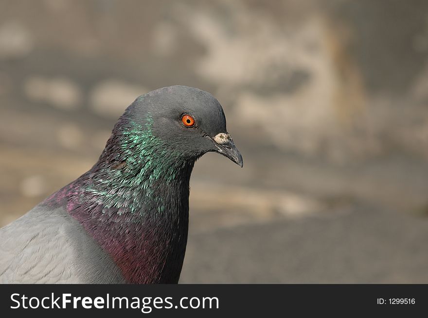 Pigeon looking interested in some food, shot in Europe