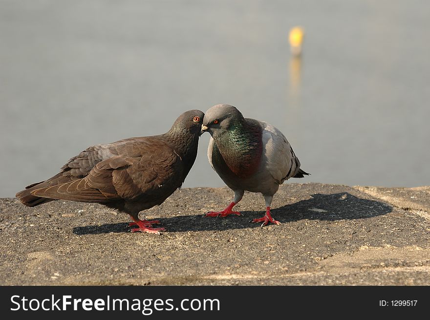 Pair of pigeons whispering to each other