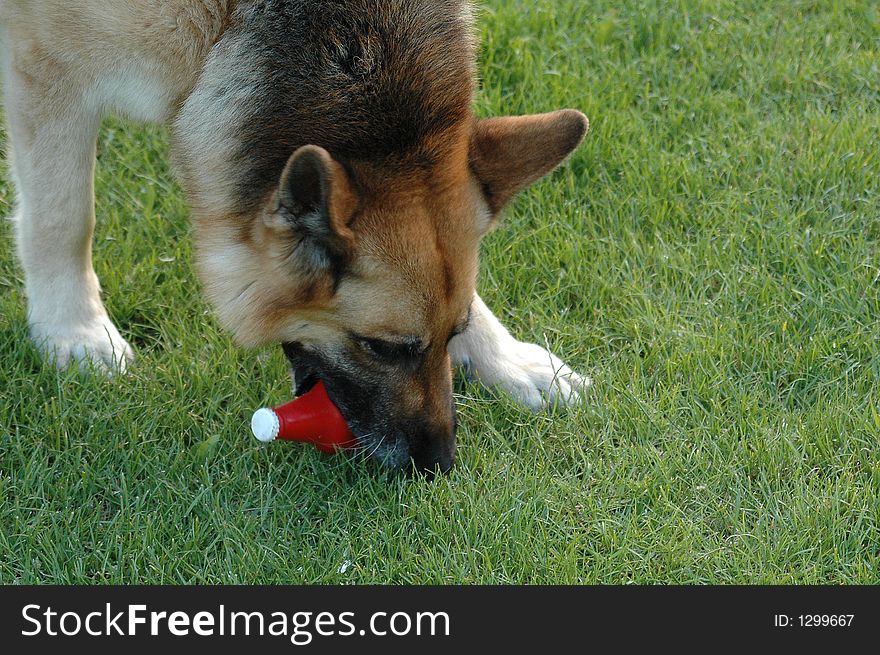 German shepard playing with a rubber bottle chew toy