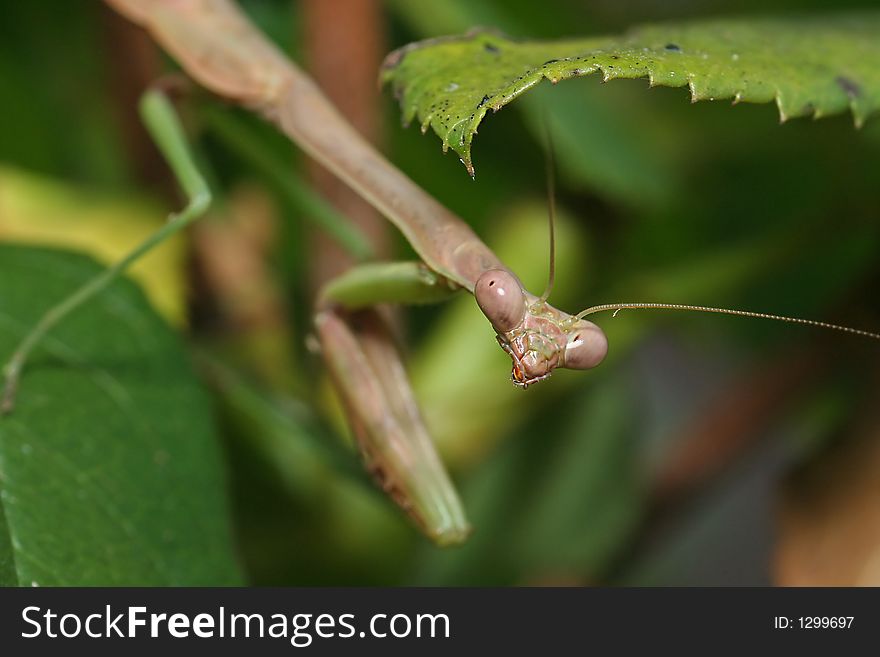 Very close macro of a preying mantis. Very close macro of a preying mantis