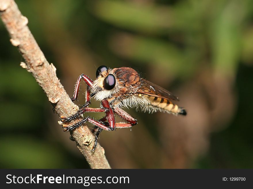 A macro of a robberfly