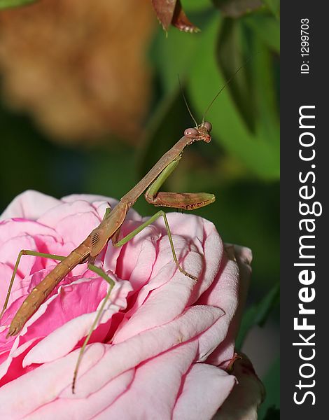 Preying mantis on a pink rose. Preying mantis on a pink rose