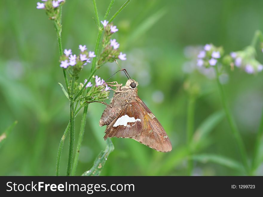 Skipper butterfly feeding on wildflowers