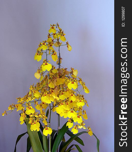 Yeloow Orchidea flower in isolated background