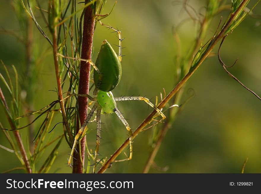 A green lyn spider in the sunshine