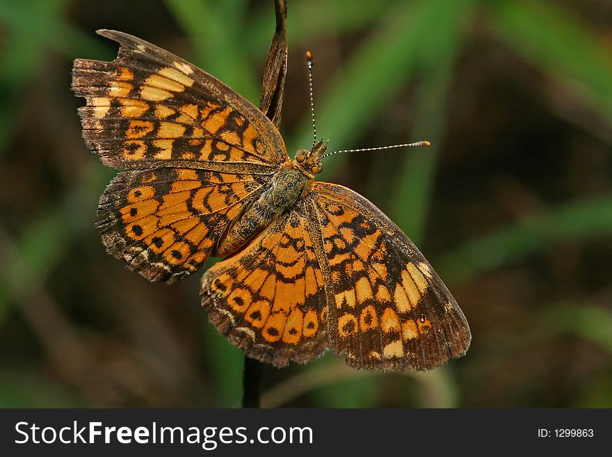 Macro of a a pearl crescent butterfly