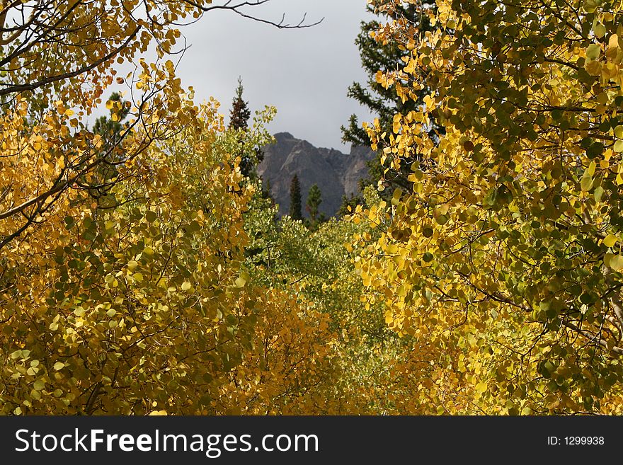 Peek of mountain through aspens. Peek of mountain through aspens