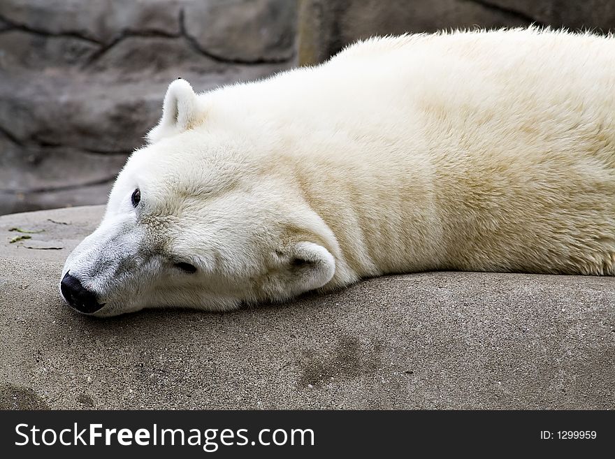 A polar bear taking it easy at the Cleveland Zoo.