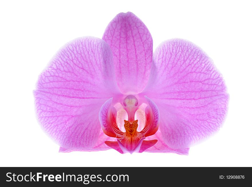 Close-up Pink Orchid