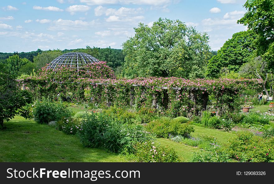 Vegetation, Garden, Botanical Garden, Plant