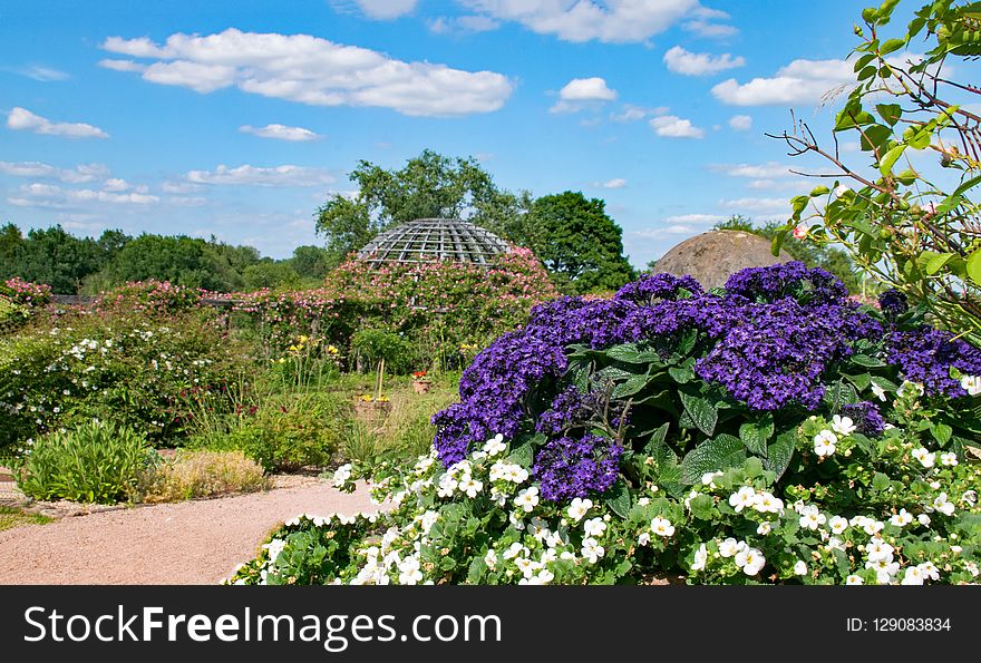 Flower, Plant, Flowering Plant, Flora