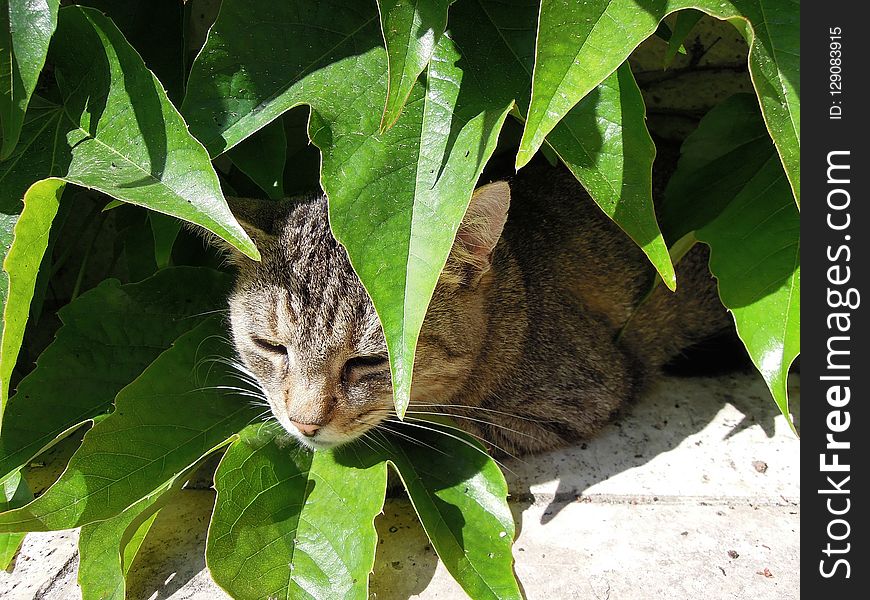 Cat, Fauna, Mammal, Small To Medium Sized Cats