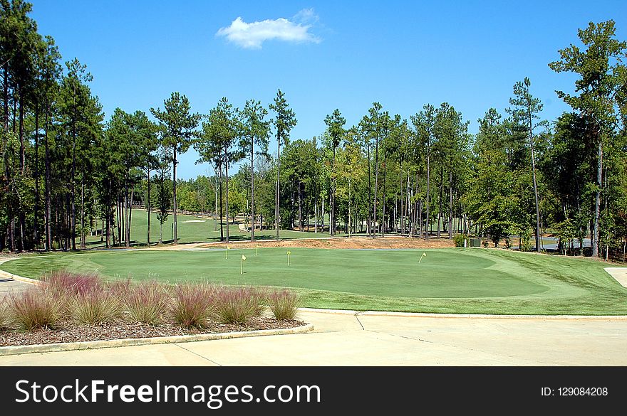 Golf Course, Grass, Tree, Landscape
